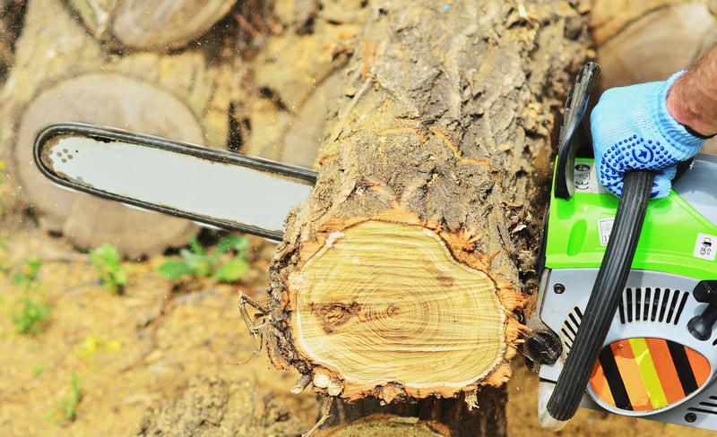 affordable tree cutting service 
