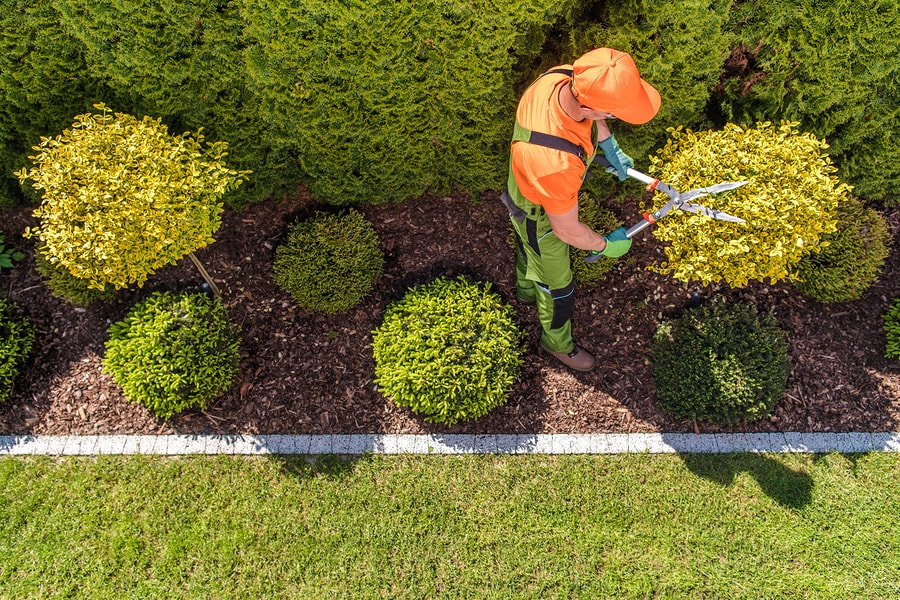 professional tree pruning service 