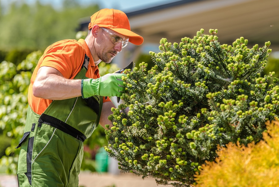 affordable tree pruning service 
